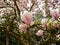 Pink magnolia flowers in the arboretum in Kornik, Poland