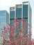 Pink magnolia flowers bloom in CBD.