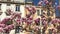 Pink magnolia flowers blooming tree branches with sunlight on Lyon