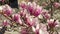 Pink magnolia flowers blooming tree branches with sunlight on Lyon