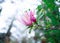 Pink magnolia flowers close up. selective focus, blur, grain