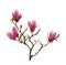 Pink magnolia flowers isolated