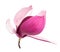 Pink magnolia flowers isolated