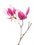 Pink magnolia flowers isolated