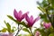 Pink magnolia flowers on the light background