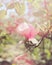 Pink magnolia flowers on tree branch in spring botanical garden