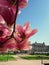 Pink magnolia tree blossoming. Flower buds blooming against National Theatre of Strasbourg in the park Place Republique Jardin,