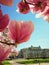 Pink magnolia tree flowers blossoming against National Theatre of Strasbourg in the park Place Republique Jardin, France