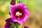 Pink mallow close up on a blurry background. Spider on a flower_