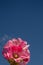 Pink mallow flower on background of blue sky. Vertical summer photo, copy space
