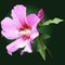 Pink mallow flower with buds