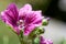 Pink Mallow or Hollyhock. Closeup of Alcea rosea