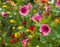 Pink mallow trifida with vivid green eye, growing in the garden at Hidcote Manor near Chipping Campden, in the Cotswolds UK