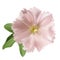 Pink mallow on white background