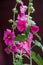 Pink mallows flowers blossoming with dark background