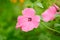 Pink Malva Moschata (Musk-Mallow) Flowers