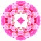 A pink mandala created from roses on a white background