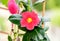 Pink Mandevilla or Dipladenia flower, green bush leafs rocktrumpet, close up