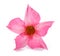 Pink mandevilla flower