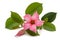 Pink mandevilla flower