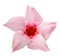 Pink mandevilla flower