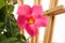 A pink mandevilla flower against a trellis indoors