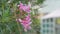 Pink Mandevilla flower with leaves close up. flower in the garden with sun and buildings in the background.