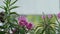 Pink Mandevilla flower with leaves close up. flower in the garden with sun and buildings in the background.