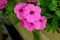 Pink Mandevilla Flowers in Planter Box