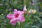 Pink Mandevilla Rock Trumpet Vine