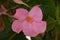 Pink Mandevilla or rocktrumpet vine flower closeup