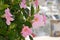 Pink Mandevilla or rocktrumpet vine flowers