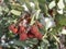 Pink Manzanita Arctostaphylos Pringlei Snow Crystals on a Cluster of Berries