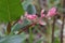 Pink Manzanita Buds with Green Leaf