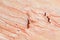 Pink Marble texture for pattern and background