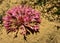 A pink March lily in the arid sandy landscape of the Cederberg