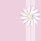 A Pink Marguerite Background, Cover Template