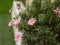 Pink Marguerite Daisies