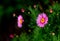 Pink Marguerite daisy against dark green background.