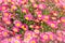 Pink marguerite flowers
