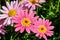 Pink marguerite flowers