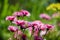 Pink Marguerite flowers closeup