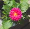 Pink marigold flower.