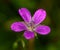 Pink marsh cranesbill geranium palustre flower