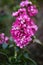 Pink Matthiola incana