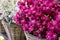 Pink Matthiola incana Francesca flowers in the garden shop