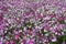 Pink, mauve and white flowers of petunias in the flowerbed