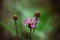 Pink meadow cornflower on a bright green blurred background. Meadow flower brown knapweed with brown buds. On a Sunny summer day.