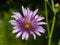 pink meadow daisy