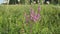 Pink meadow flower